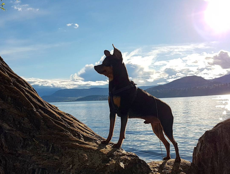 Visiting Kelowna with a Dog
