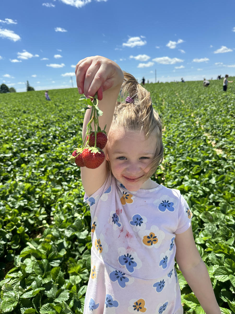 Six Tips for Sweet Strawberry Picking at Thompson Farm Kenosha County
