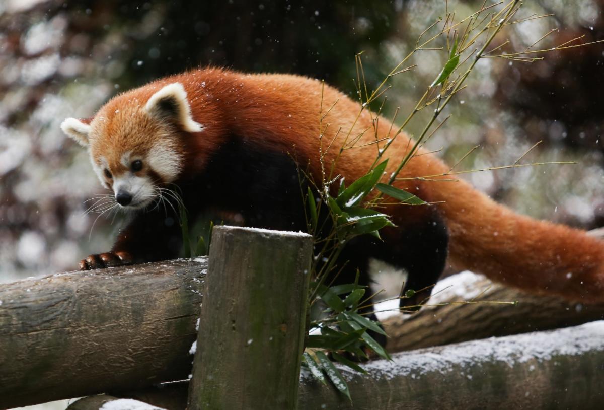 Why Winter is the Perfect Time to Visit Zoo Knoxville