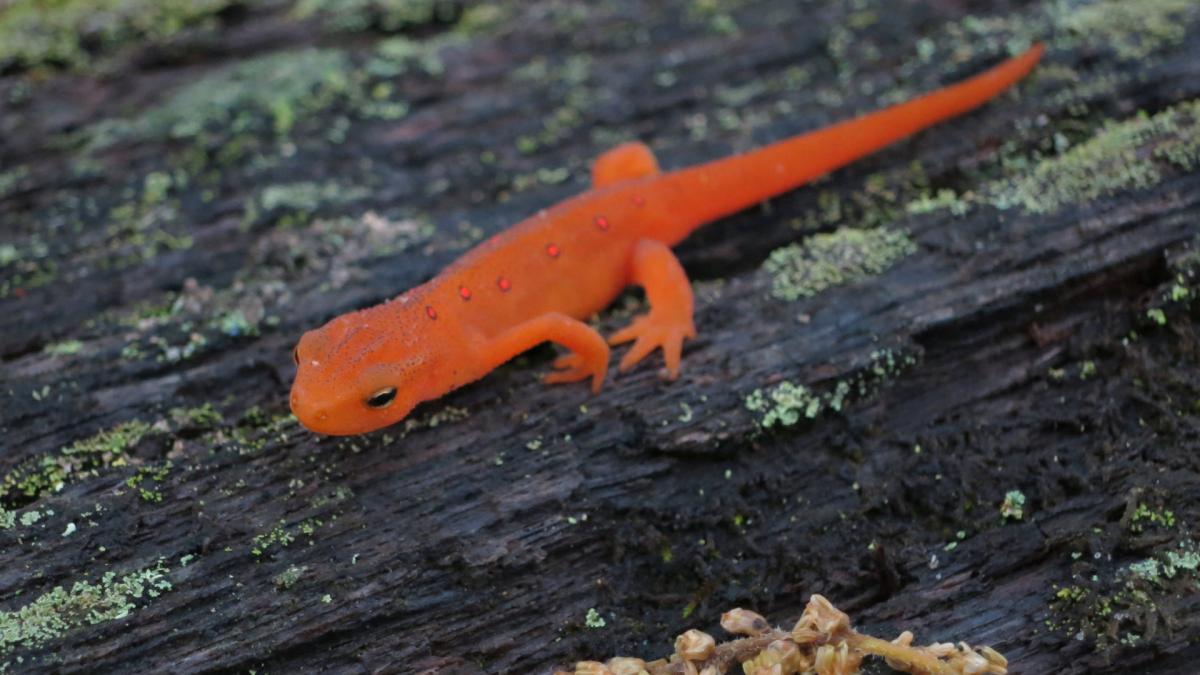 Salamander Saturday | Visit Knoxville
