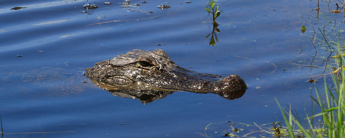 Alligator Hook – Natures Window