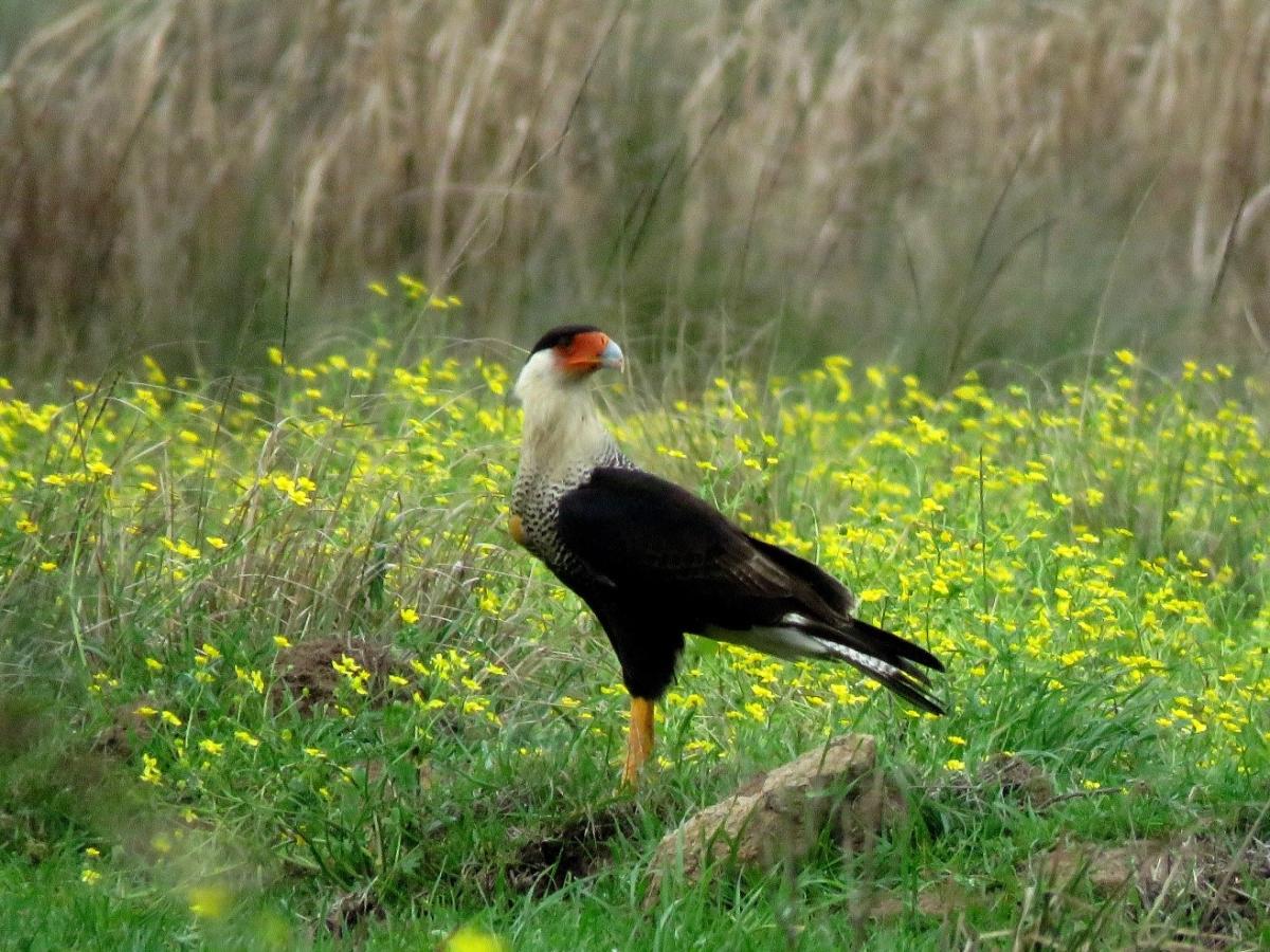 27 Types of WHITE Wildflowers in the United States! (2024) - Bird Watching  HQ