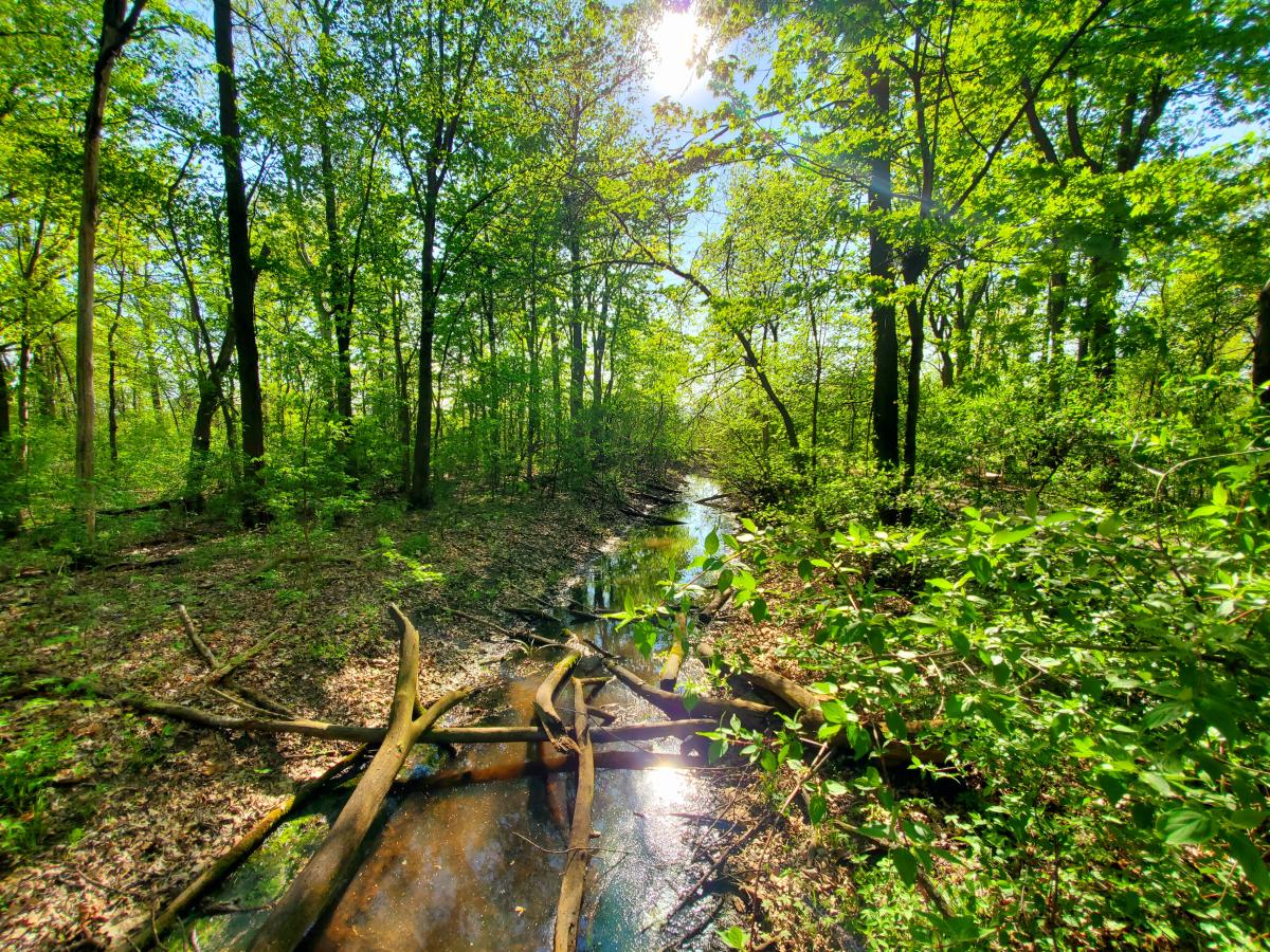 A Short History of The Great Black Swamp