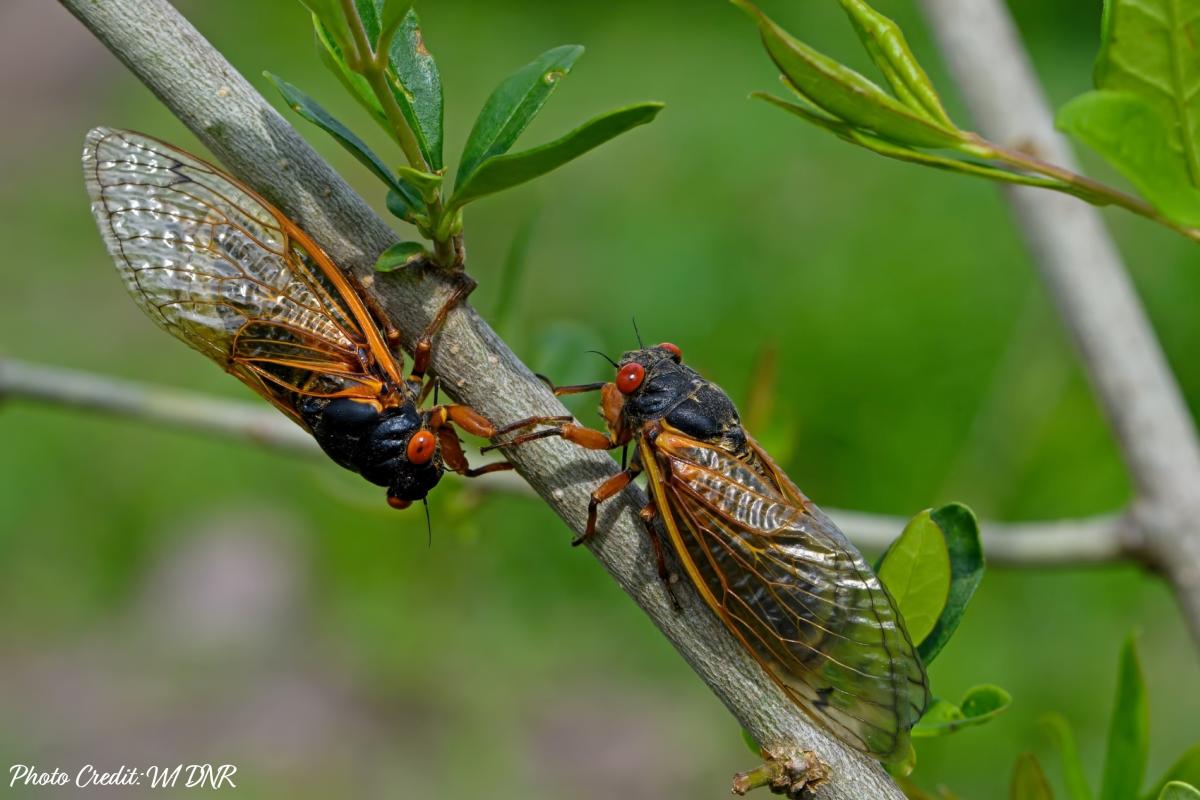 Bug Love Story Coming to Lake Geneva