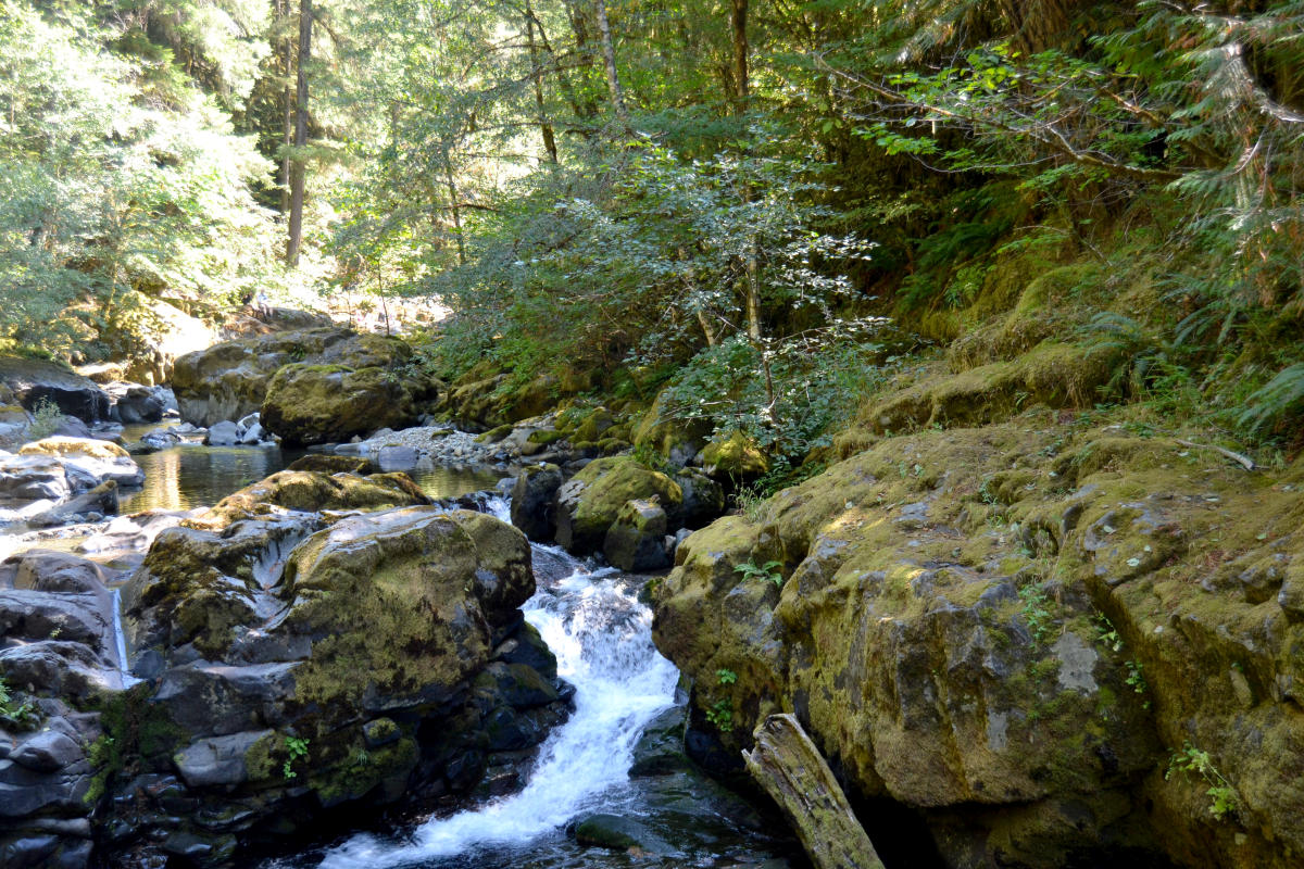 Wildflowers at Brice Creek | Eugene, Cascades & Oregon Coast