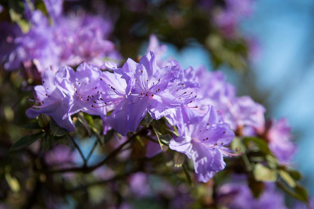 Rhododendrons at Hendricks Park Eugene Cascades Oregon Coast