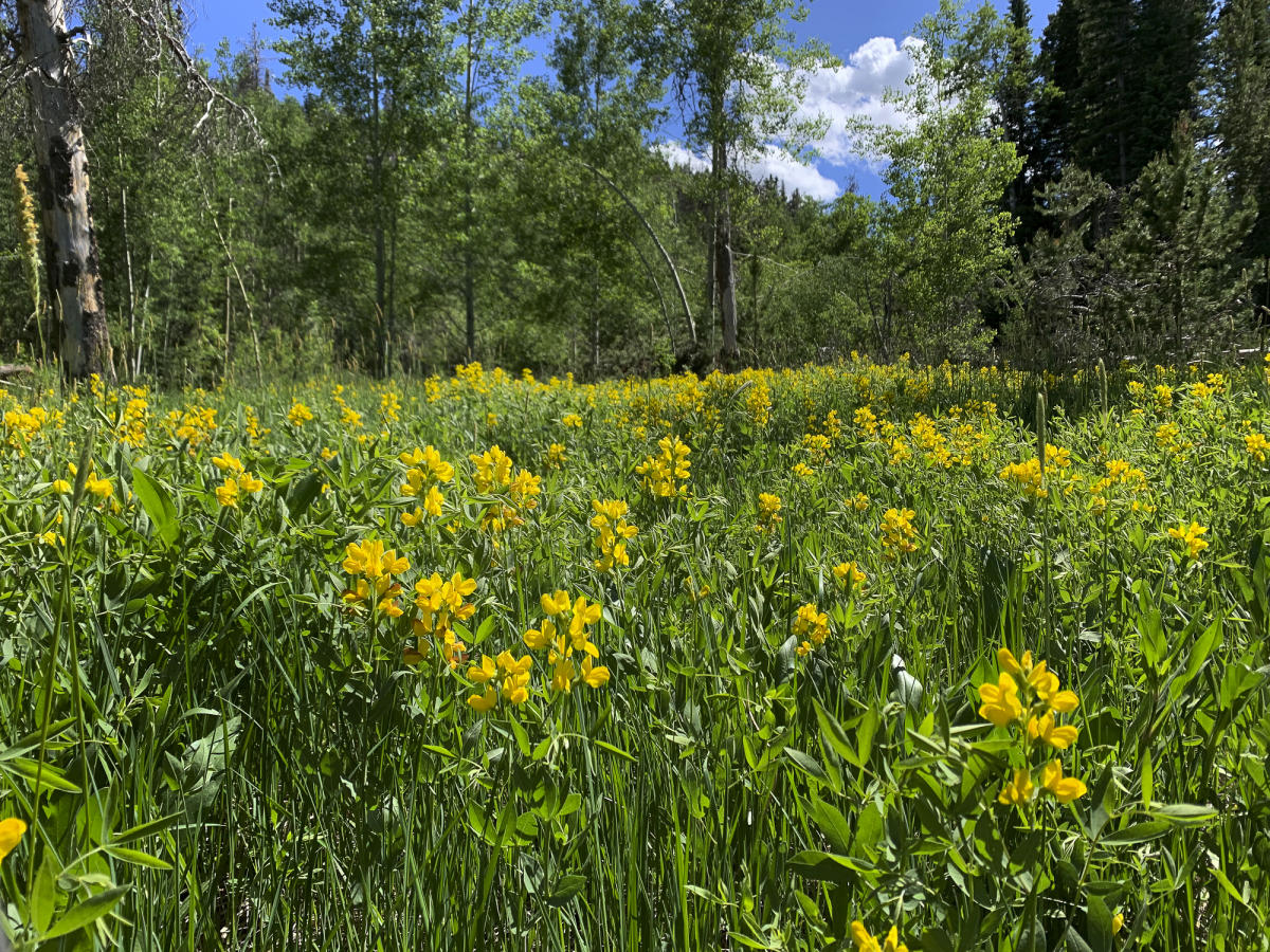 Best Places for Wyoming Wildflower Viewing Visit Laramie