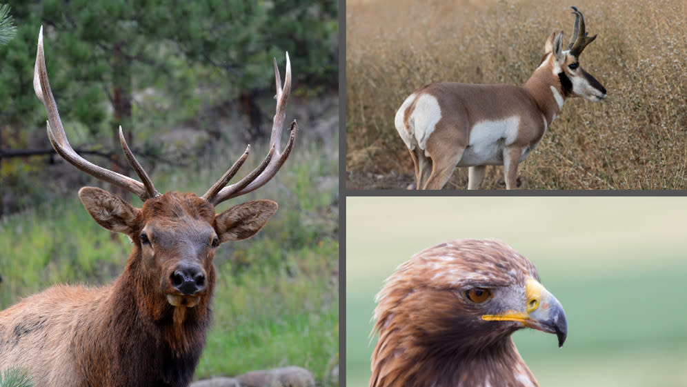 Best Places in Wyoming for Viewing Wildlife | Visit Laramie