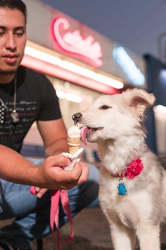 PetFriendly Trip Ideas Visit Las Cruces, New Mexico