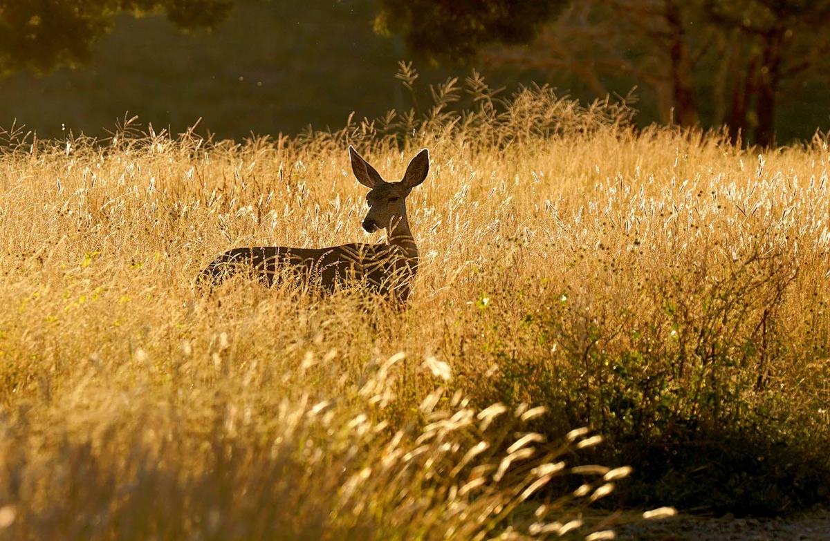 Hunting Visit Las Cruces, New Mexico