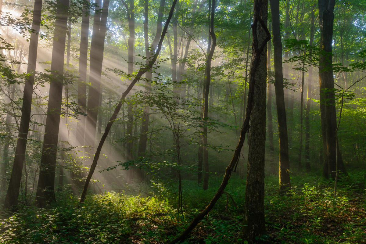 Laurel Highlands, PA Weather Current Conditions & Forecast