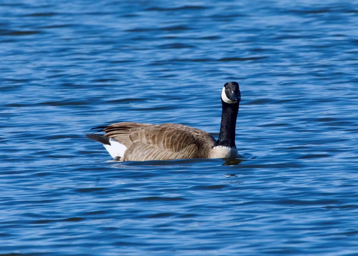 Canada goose zulily usa best sale