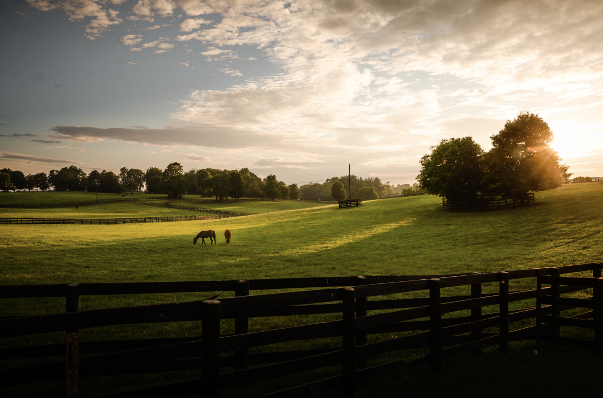 Lexington Convention and Visitors Bureau