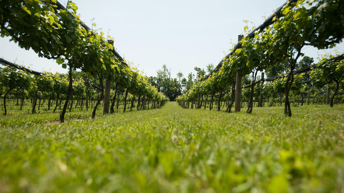 The Wine Connoisseur S Guide