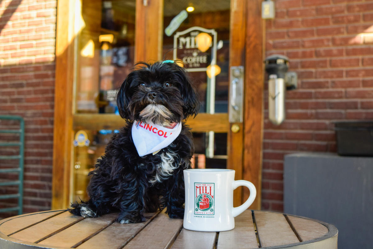 Pet friendly shops near cheap me