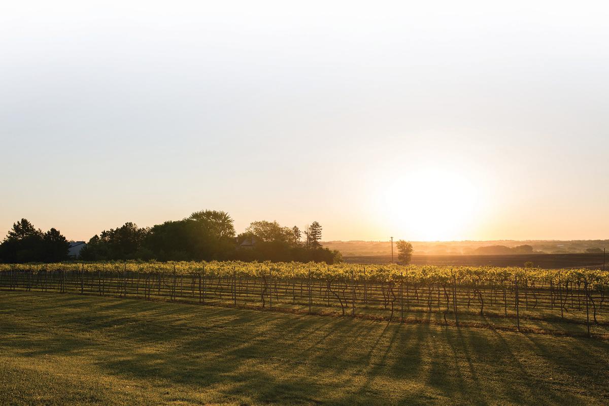 Best Wineries Near Me Discovering Hidden Gems