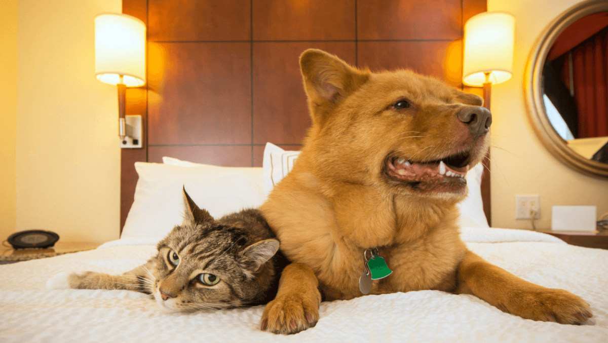 Pet Friendly Hotels and in Liverpool VisitLiverpool
