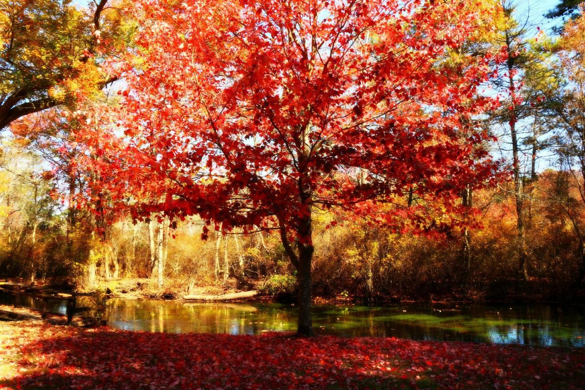 Where to See Long Island's Fall Colors Fall Foliage