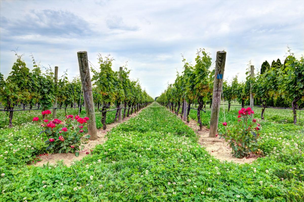 Close Photo Green Grapes Organic Vineyard Farming Concept Golden