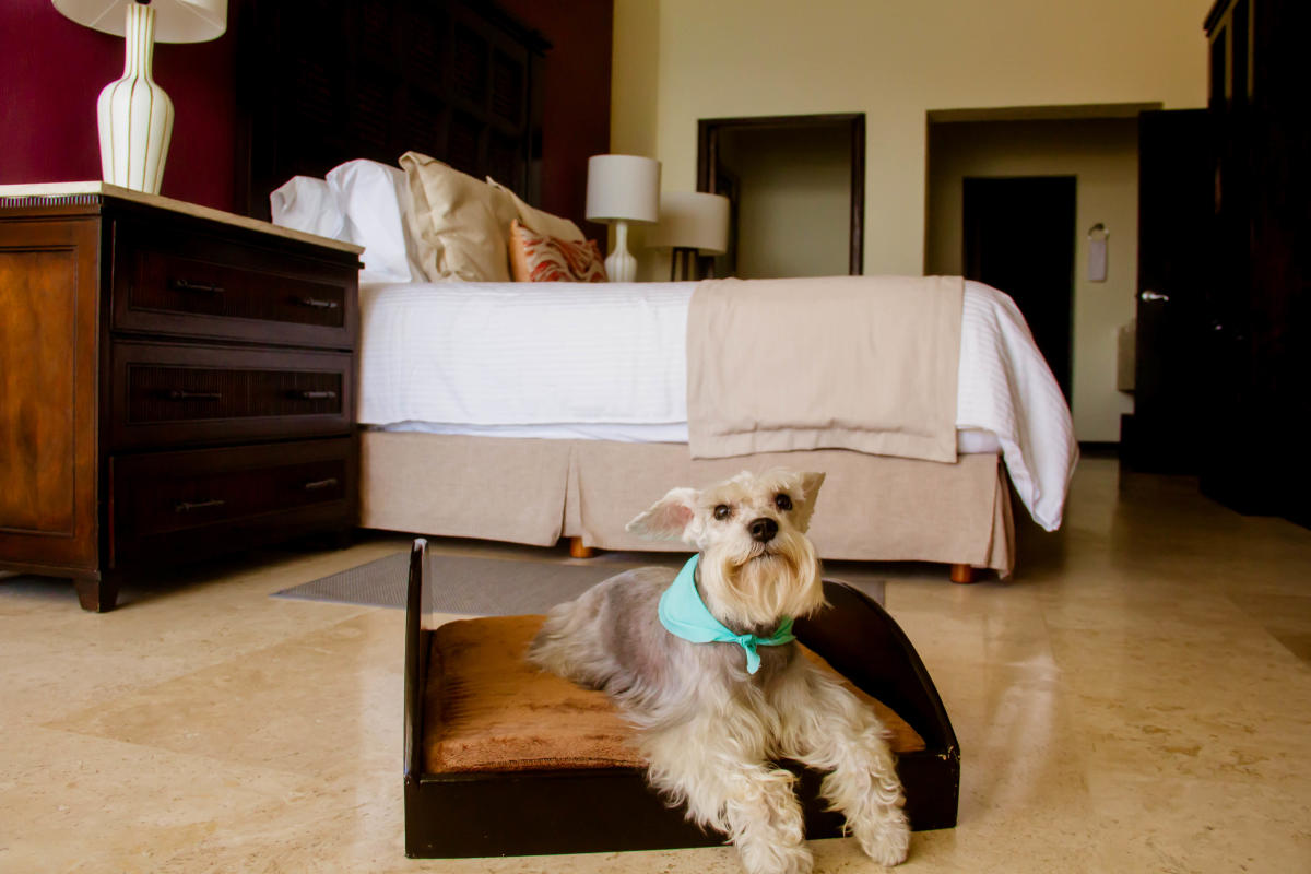 4 Pet-Friendly Hotels in Los Cabos