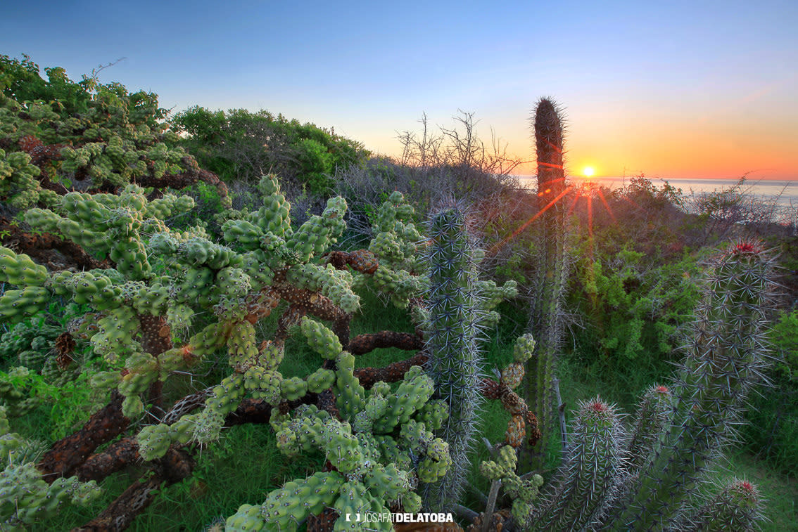 An Up-Close Look at The Unique Flora & Fauna of Los Cabos
