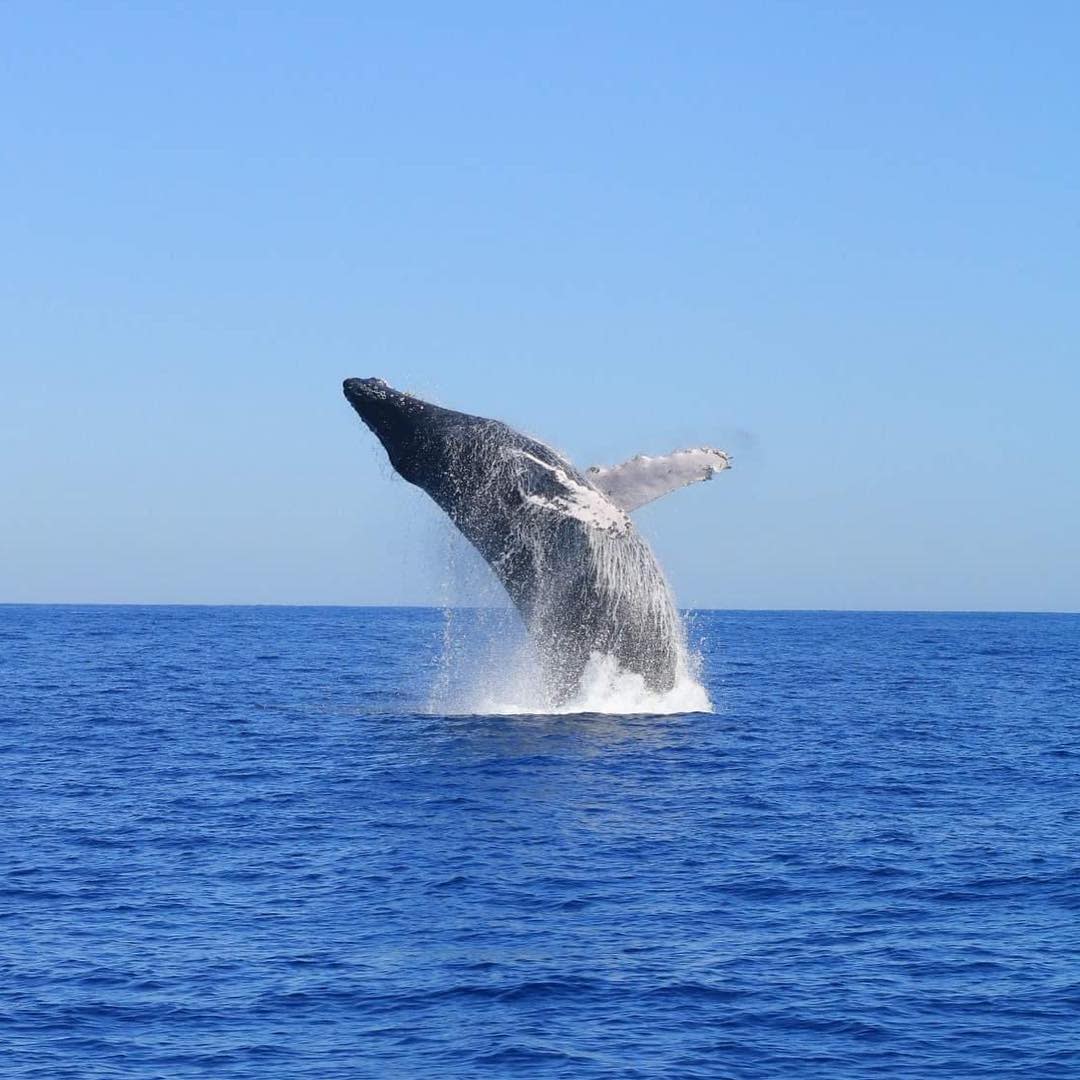 5 Ways To Whale Watch In Los Cabos
