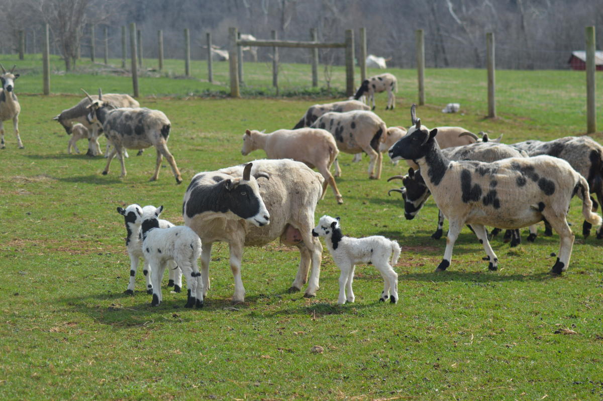 Enjoy Loudoun's Fall Farm Tour