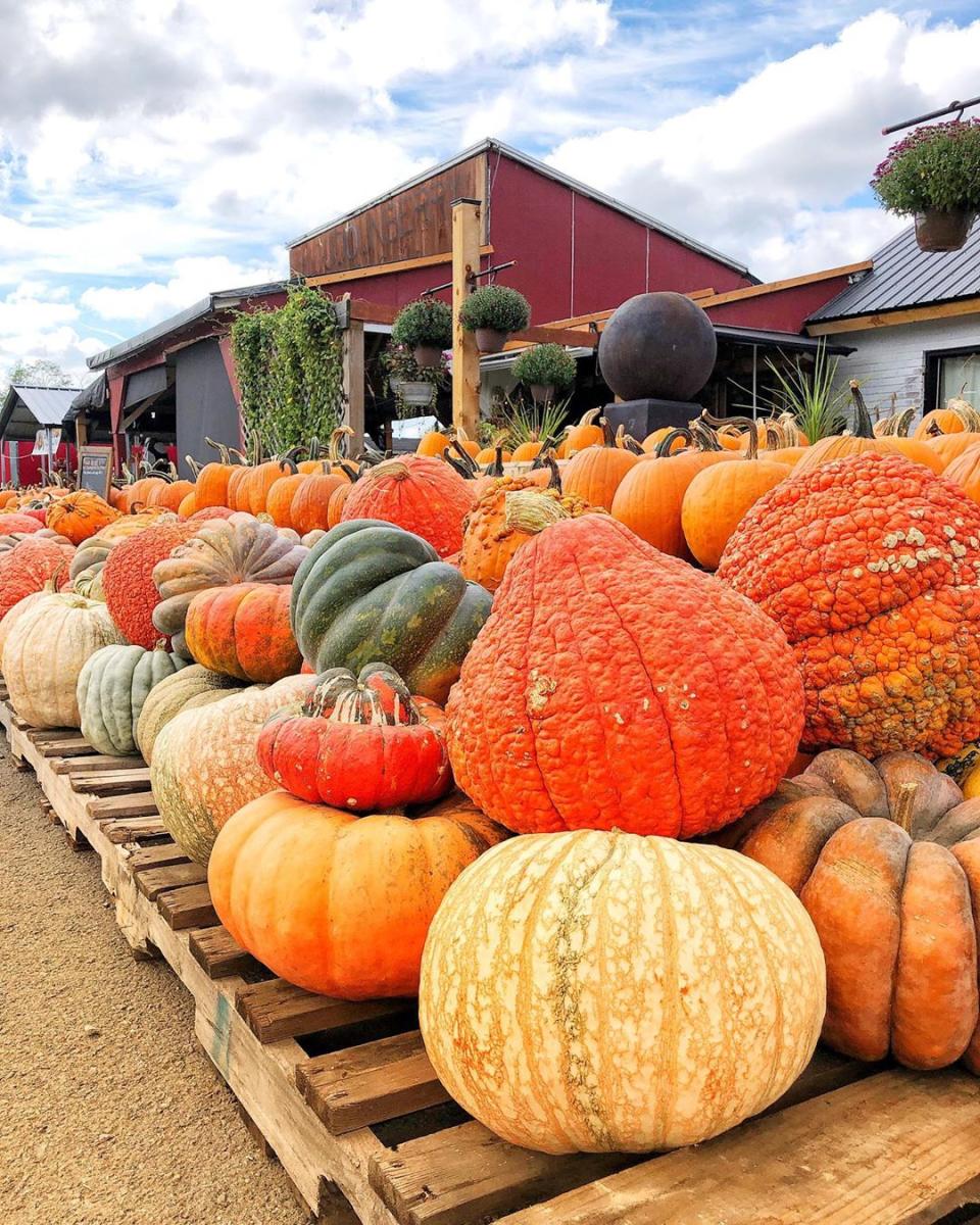 5 Stops to Make on the 2022 Loudoun Fall Farm Tour