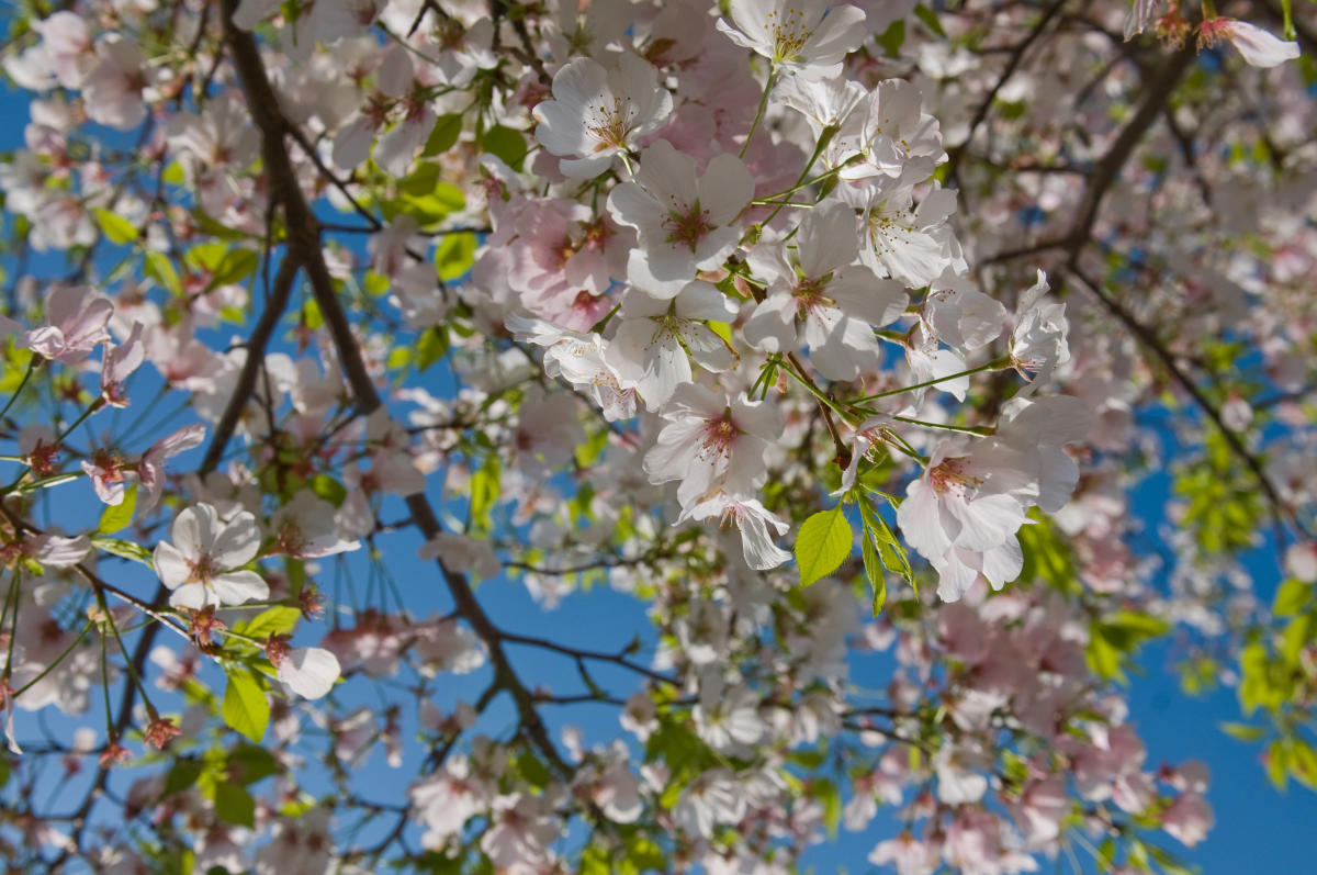 Cherry Blossom Festival 2025 Macon Cherry Blossom Festival 2025 Macon