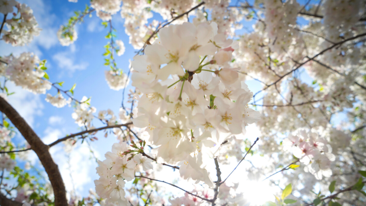 Cherry Blossom Festival in Macon, GA Meaning & Symbolism