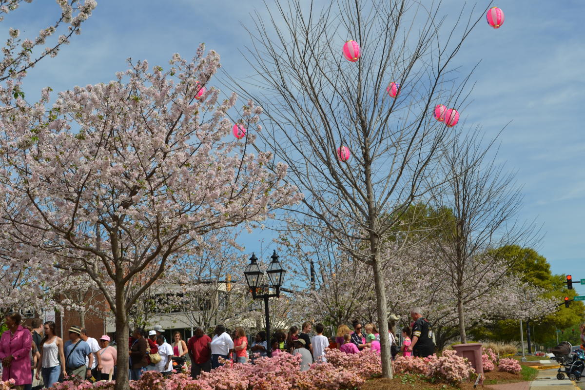 Macon Ga Cherry Blossom Festival 2022 Schedule Of Events