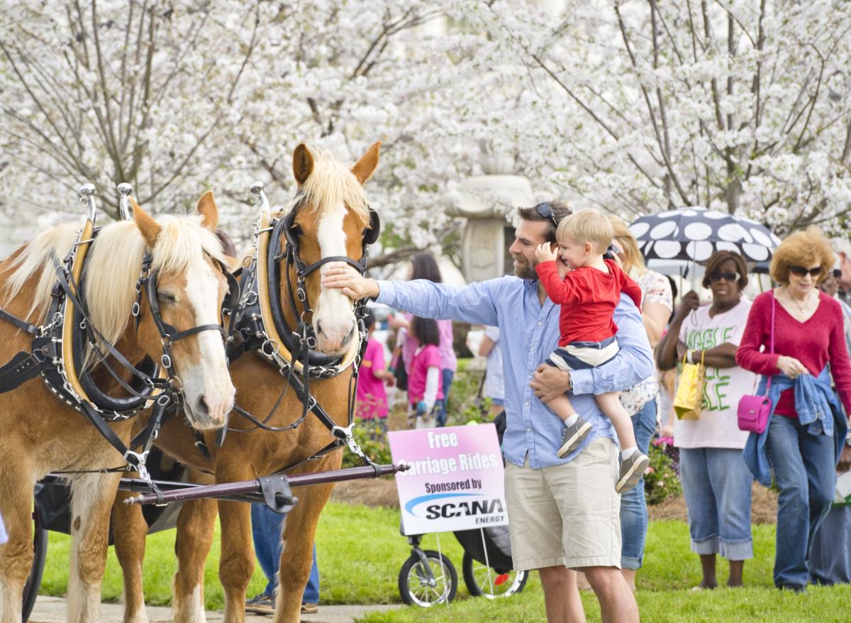 Cherry Blossom Festival in Macon, GA 3 Things to Know