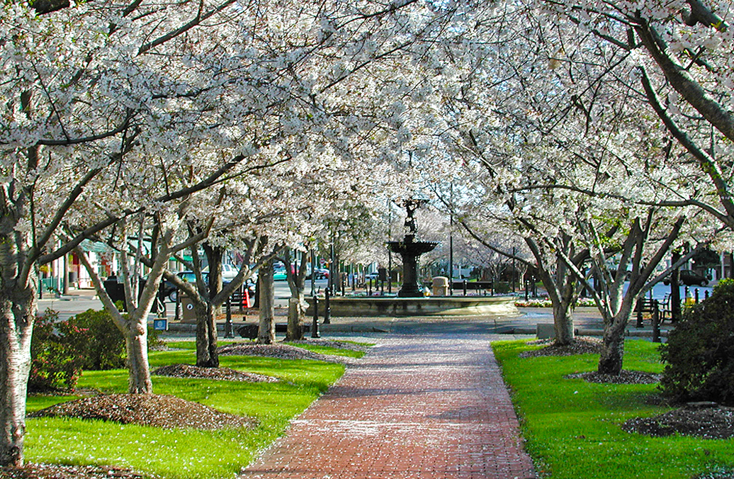 Cherry Blossom Trees In