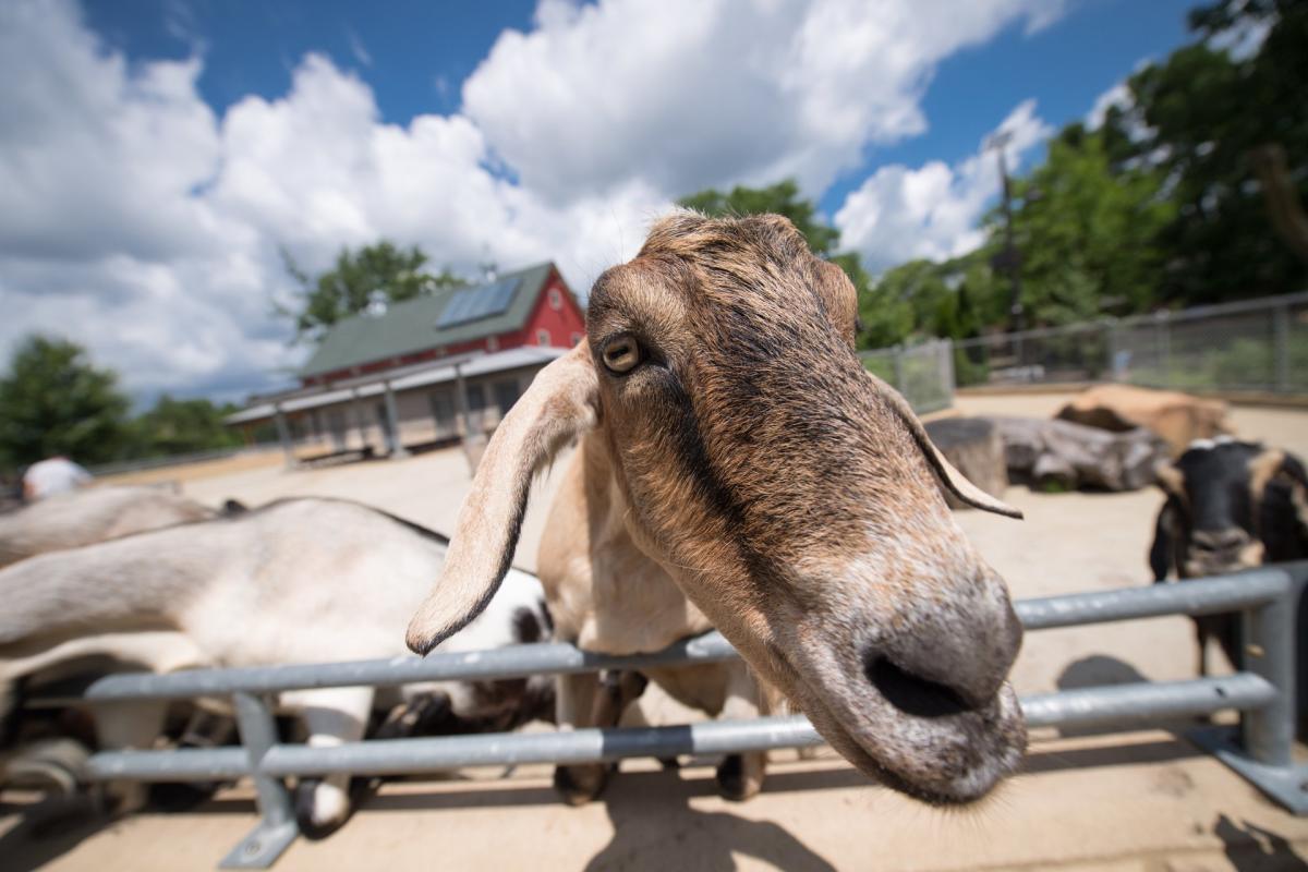 Henry Vilas Zoo Destination Madison