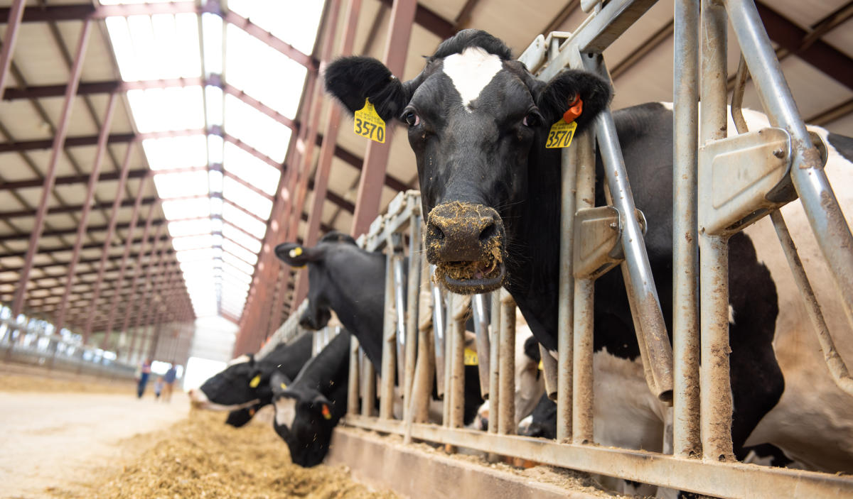 Dairy Discovery Itinerary Destination Madison