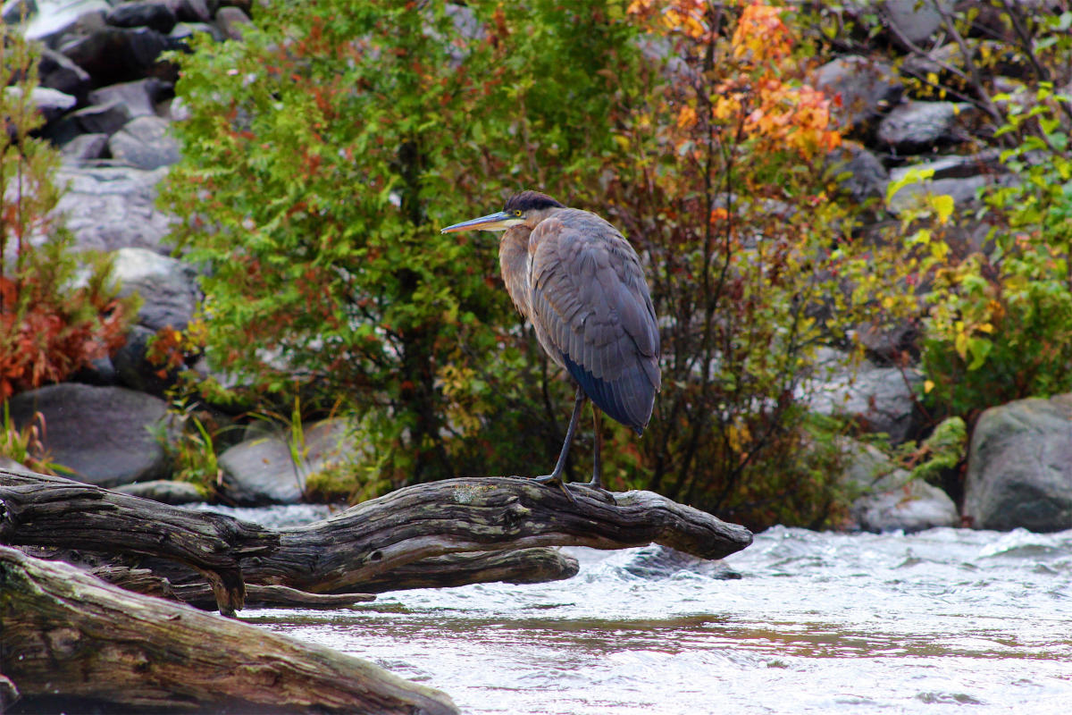 bird watching tours maine