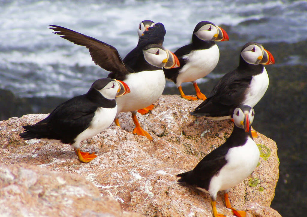 crazy puffin tours