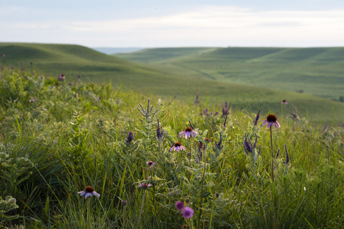 Konza Prairie Manhattan Convention Visitors Bureau