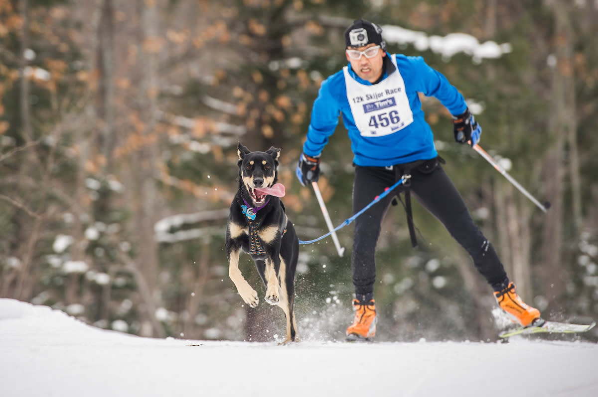 Skijoring equipment packages discount