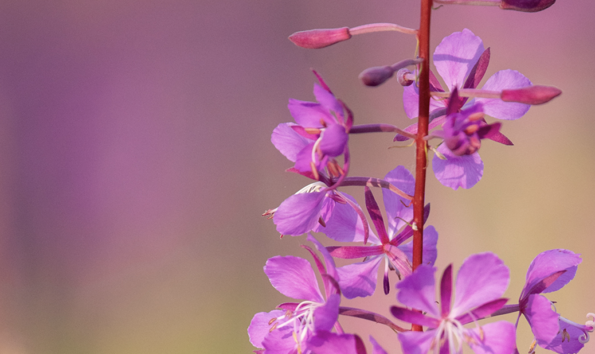 Signs of the Seasons in the MatSu Valley, Alaska