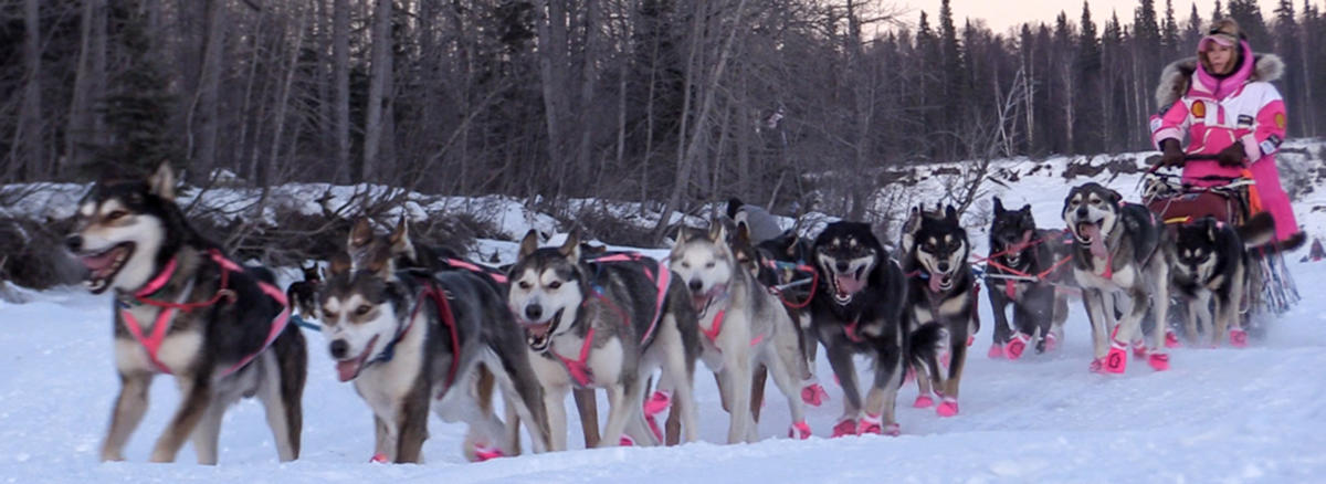 Mat Su Valley Winter Events Holiday Festivals Iditarod Races