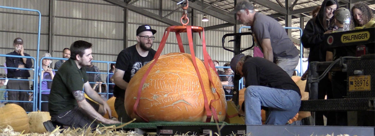 Alaska State Fair Giant Cabbage Weigh Off Mat Su Cvb