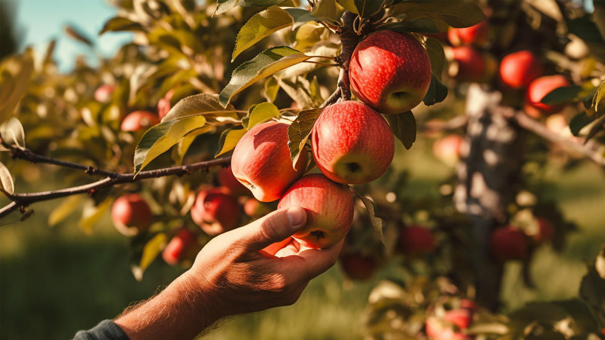 Best Apple Picking Locations Upper Peninsula