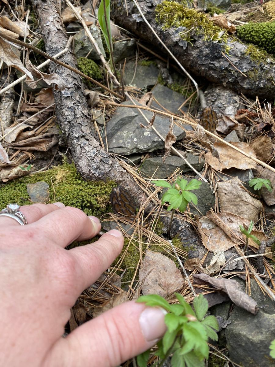 Where to Find Morel Mushrooms Upper Peninsula
