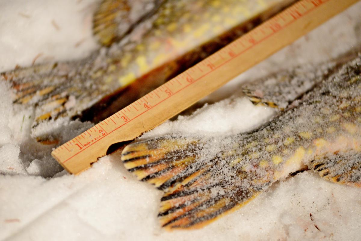 Minocqua Fishing Guides Big Arbor Vitae & Clear Carrol