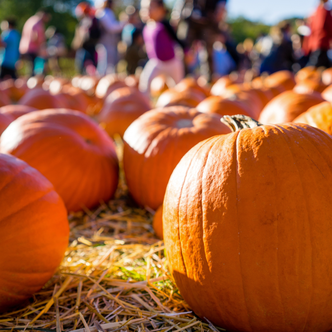 Family-Friendly Fall Fun | Things to Do | Mobile, Alabama