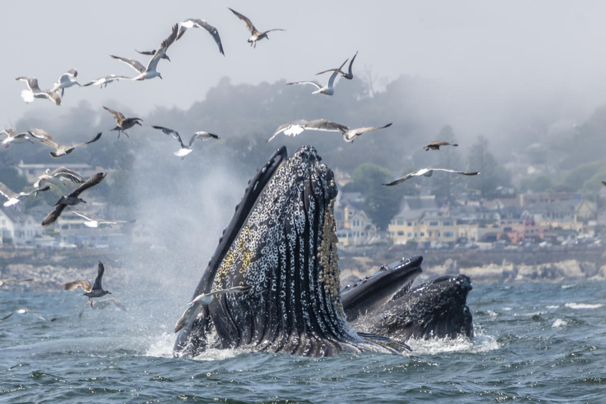MBNMS HumpbackWhaleFeeding DouglasCroft 7bc4f267 66e8 4f1b 93c1 8bf697500b6c