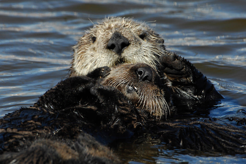 Top 5 Places To Spot Sea Otters In Monterey County Otter Cam
