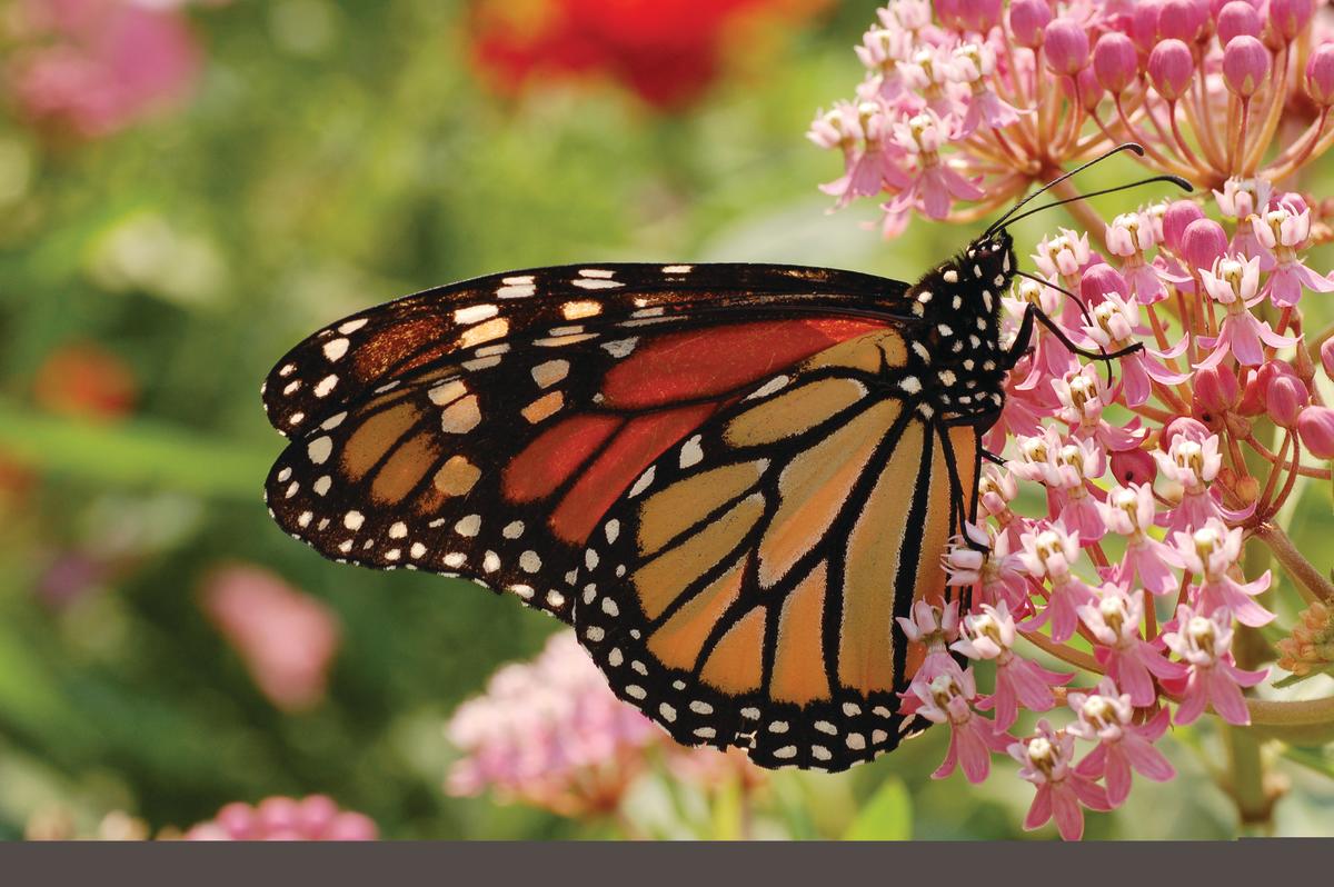 Pacific Grove Transforms Into A Monarch Mecca