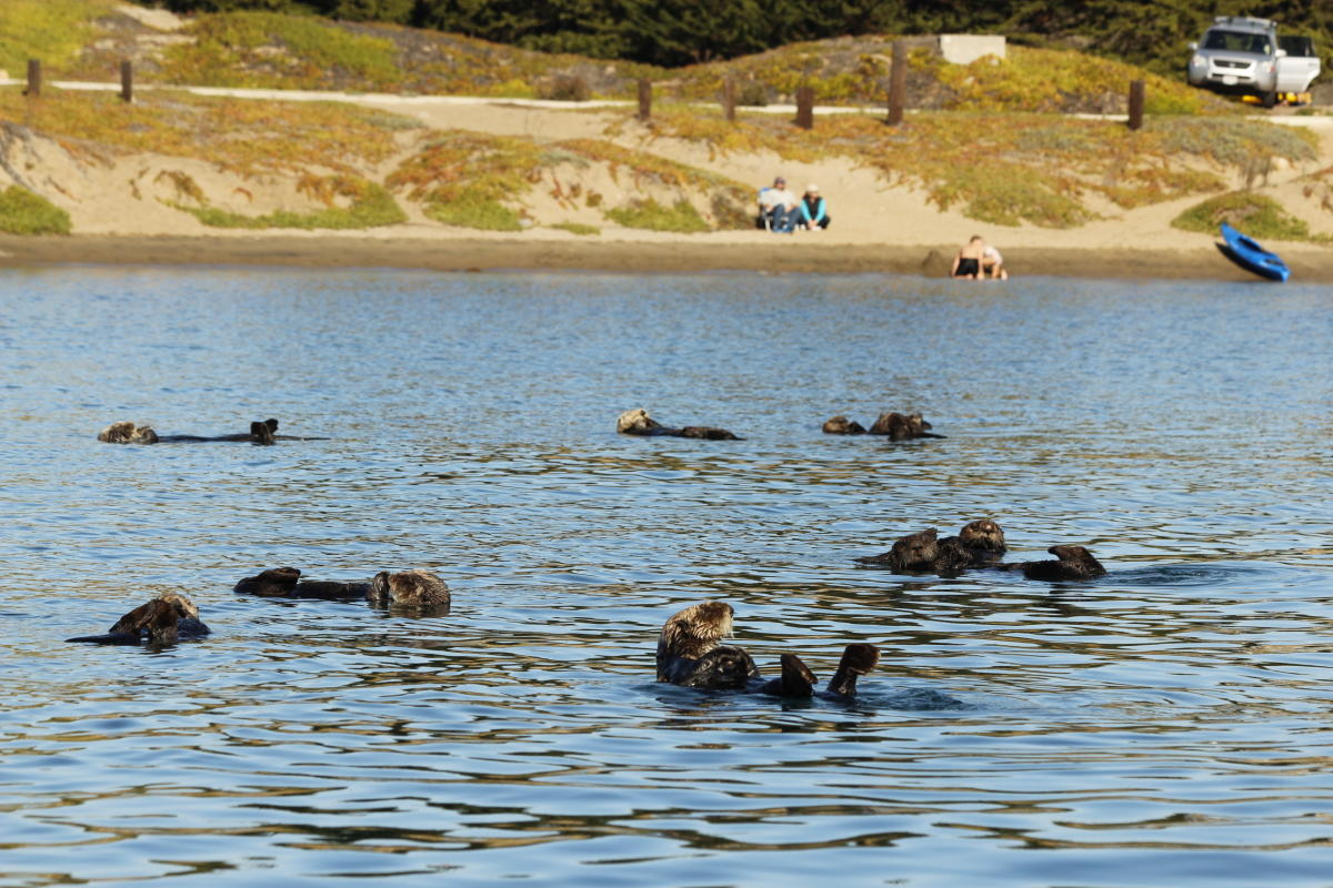 Record Numbers of Adorable Sea Otters Delight Morro Bay Visitors this ...